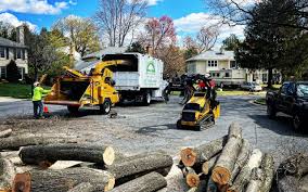 Best Storm Damage Tree Cleanup  in Astor, FL